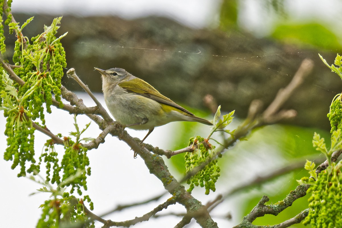 Tennessee Warbler - ML636036477