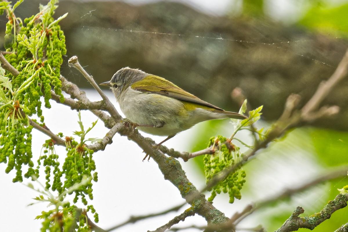 Tennessee Warbler - ML636036478