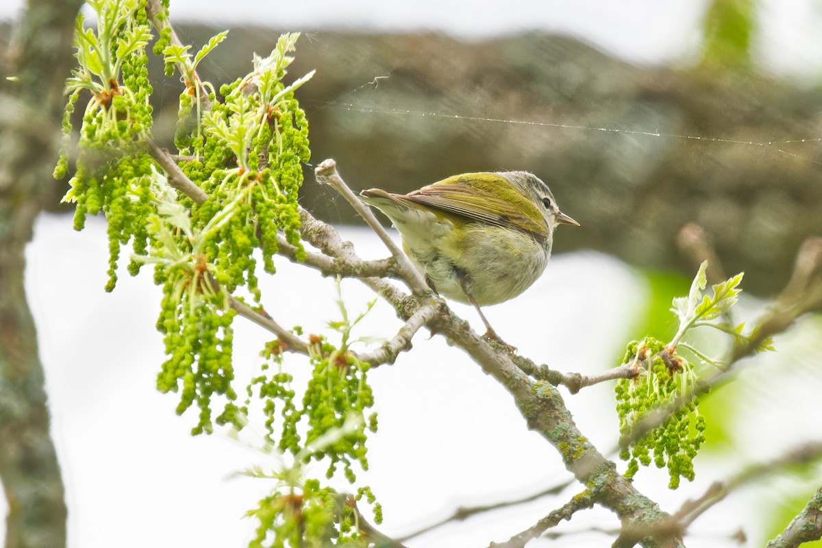 Tennessee Warbler - ML636036479