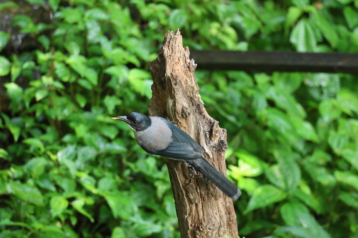 Black-headed Sibia - ML636036581