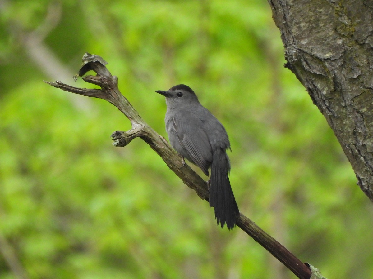 Gray Catbird - ML636036588