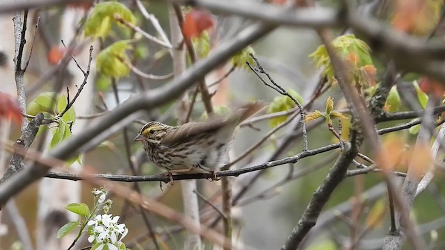 Savannah Sparrow - ML636036623