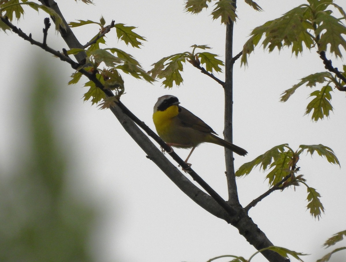 Common Yellowthroat - ML636036633