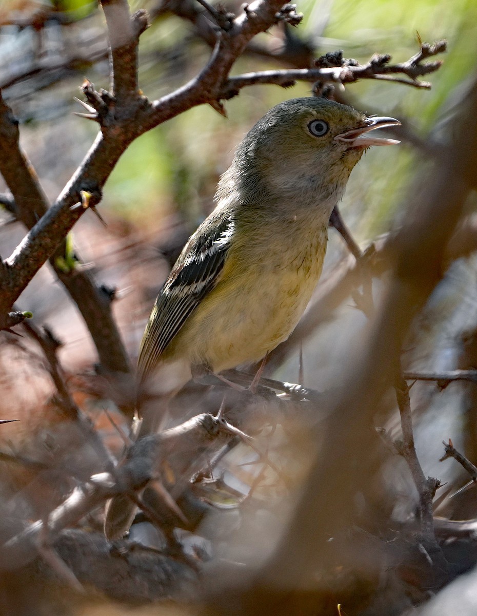 Jamaican Vireo - ML636036653