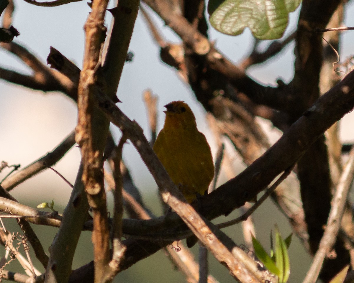 Saffron Finch - ML636036659