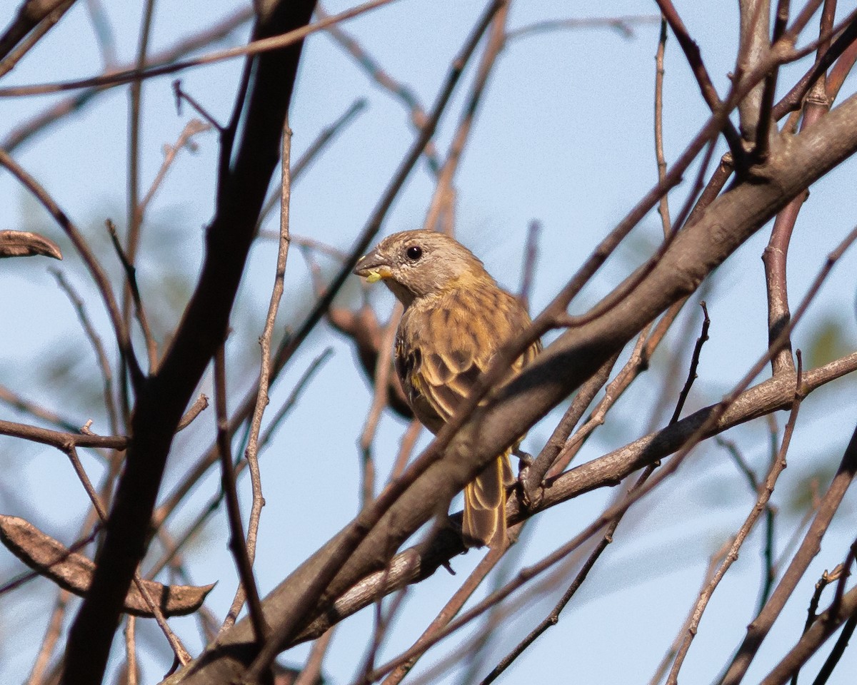 Saffron Finch - ML636036660
