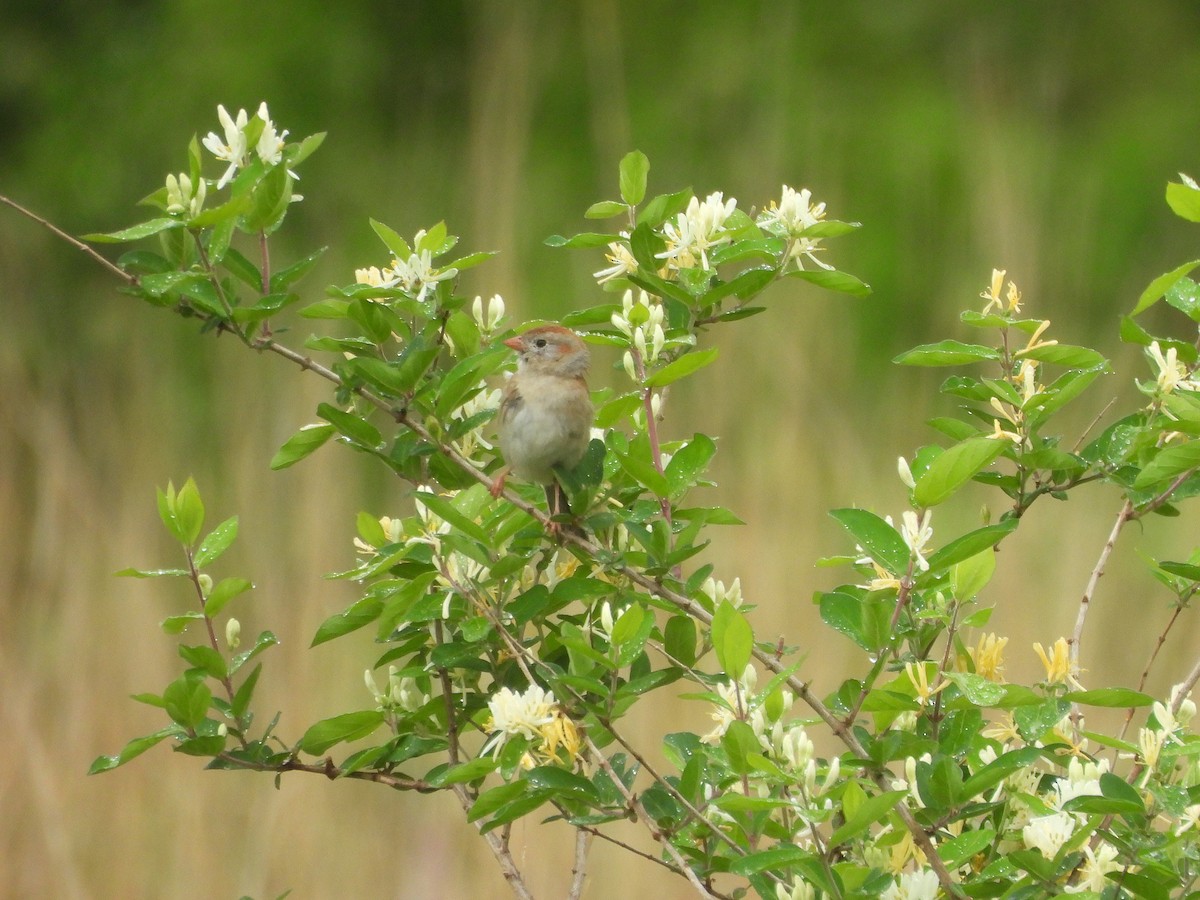 Field Sparrow - ML636036696