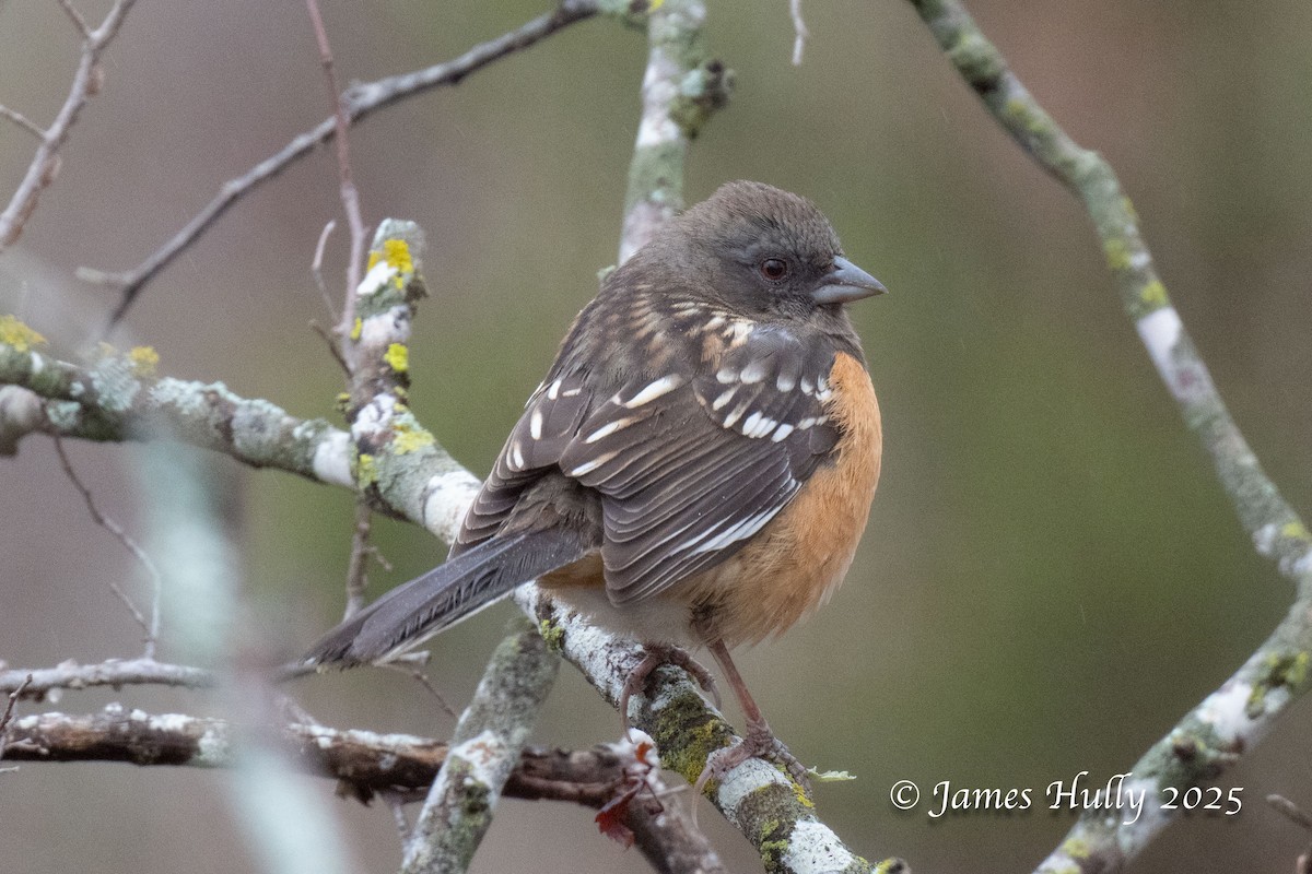 Spotted Towhee - ML636036716
