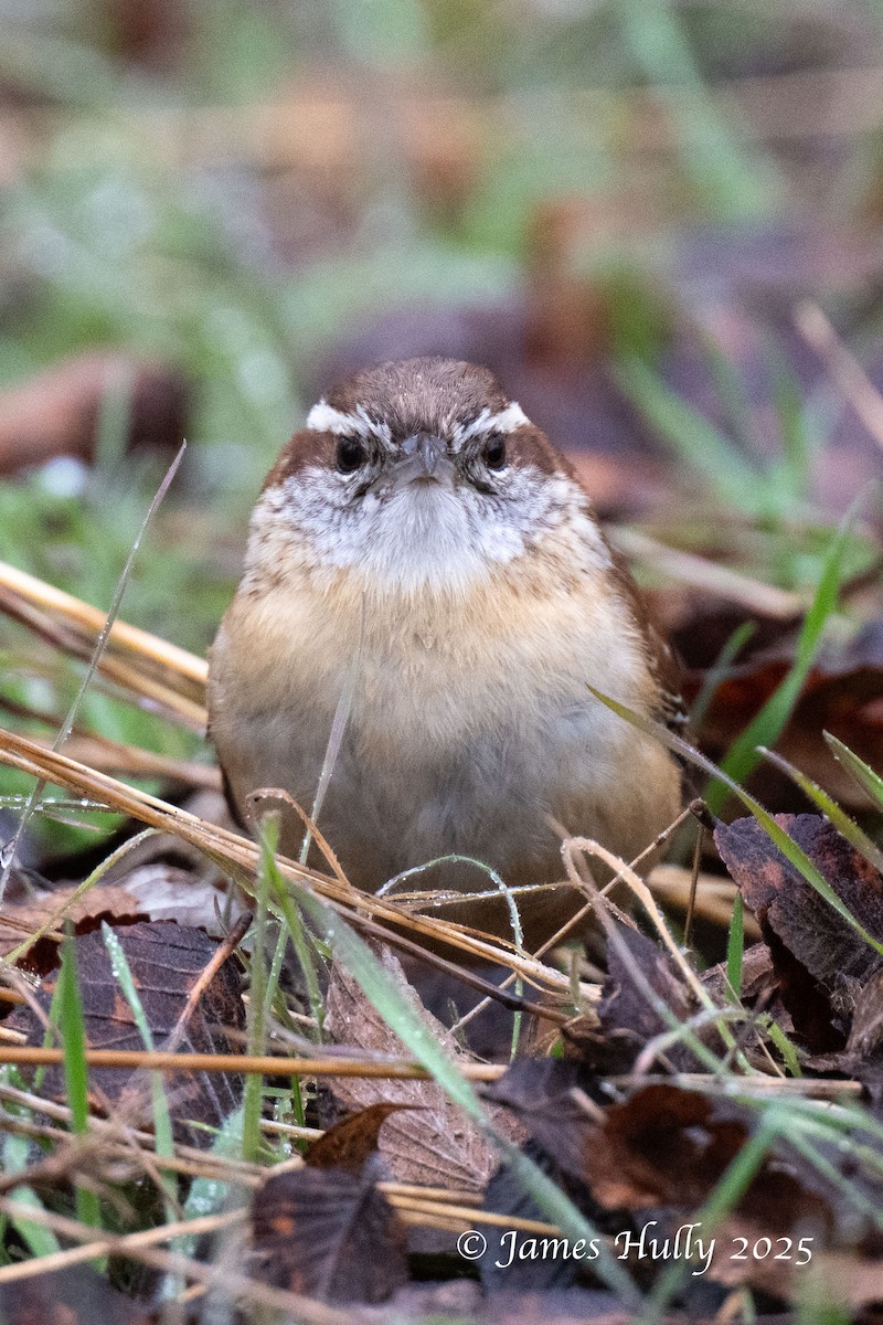 Bewick's Wren - ML636036740