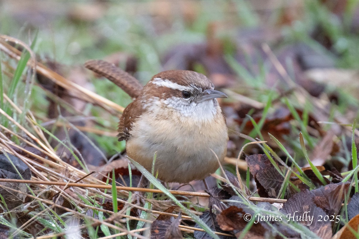 Bewick's Wren - ML636036741