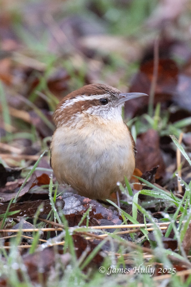 Bewick's Wren - ML636036742