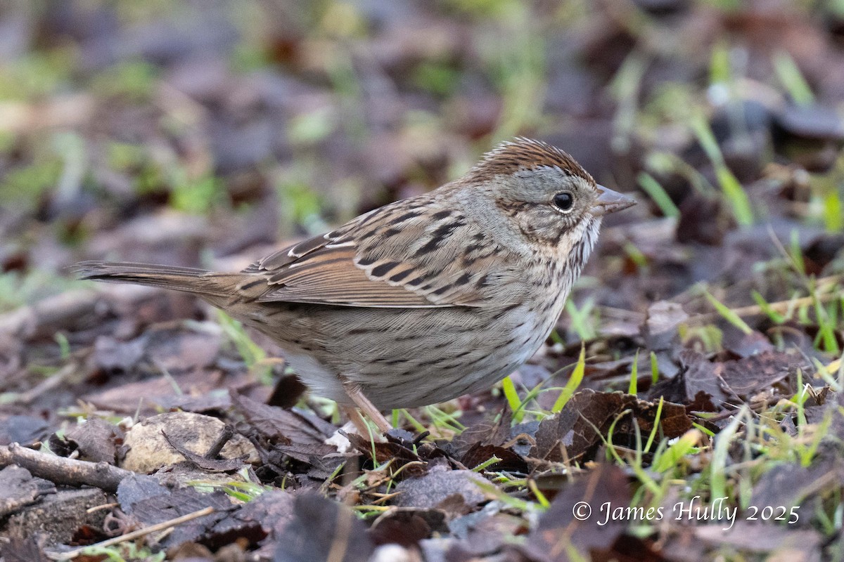 Lincoln's Sparrow - ML636036778