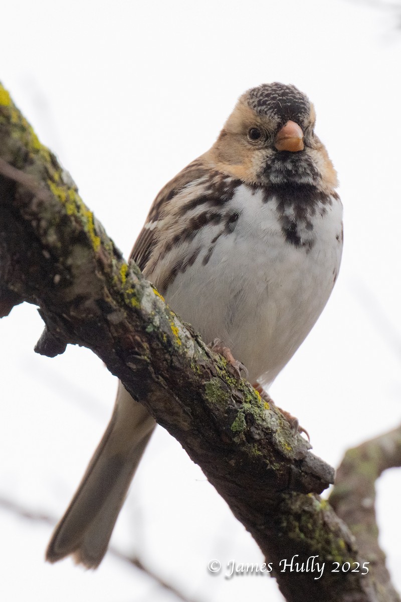 Harris's Sparrow - ML636036783