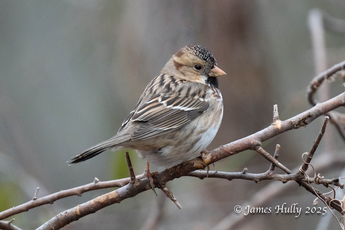 Harris's Sparrow - ML636036803