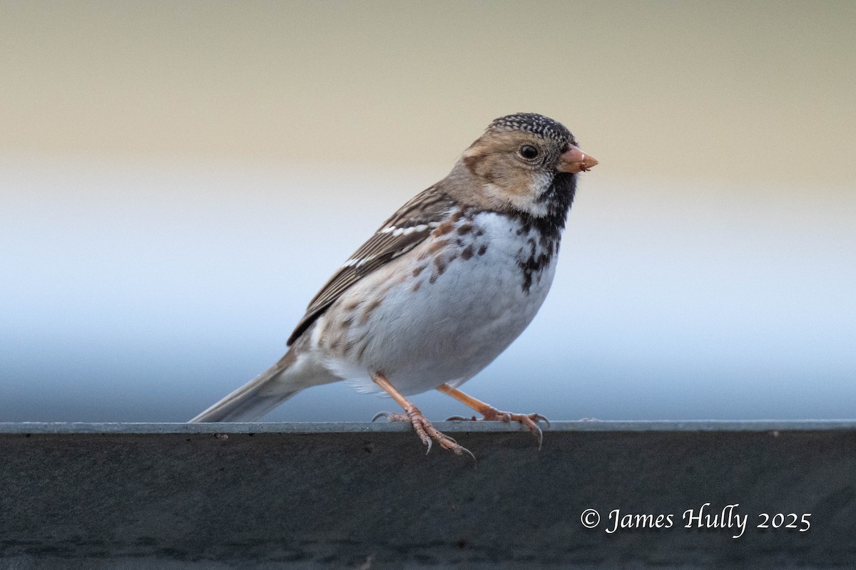Harris's Sparrow - ML636036807