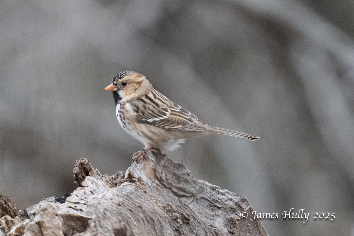 Harris's Sparrow - ML636036809