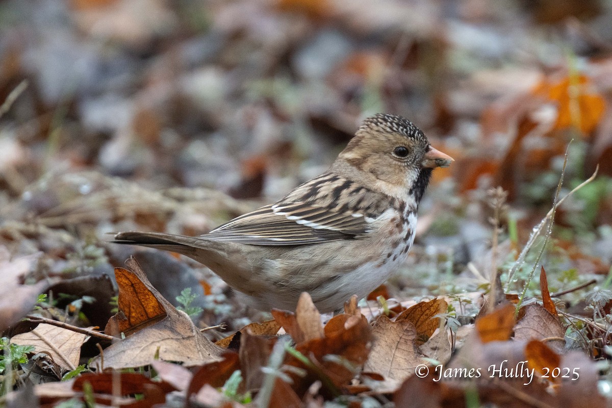 Harris's Sparrow - ML636036812