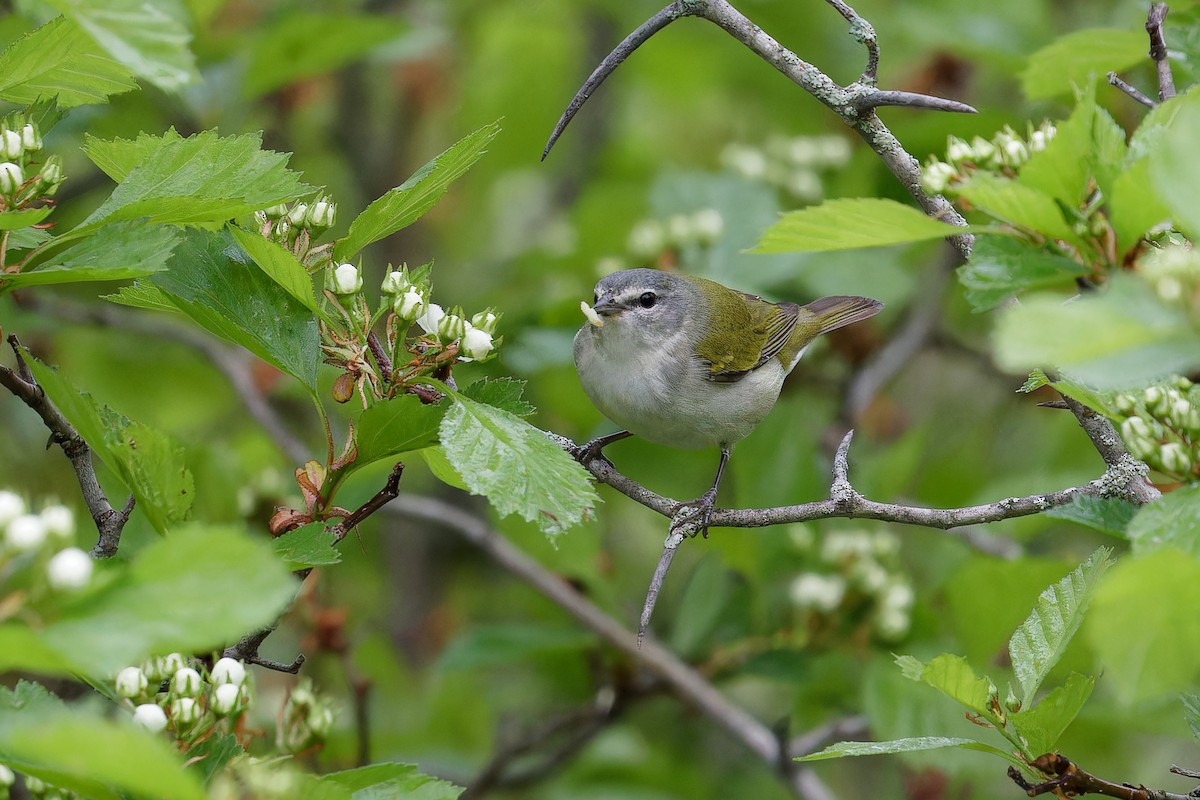 Tennessee Warbler - ML636036907