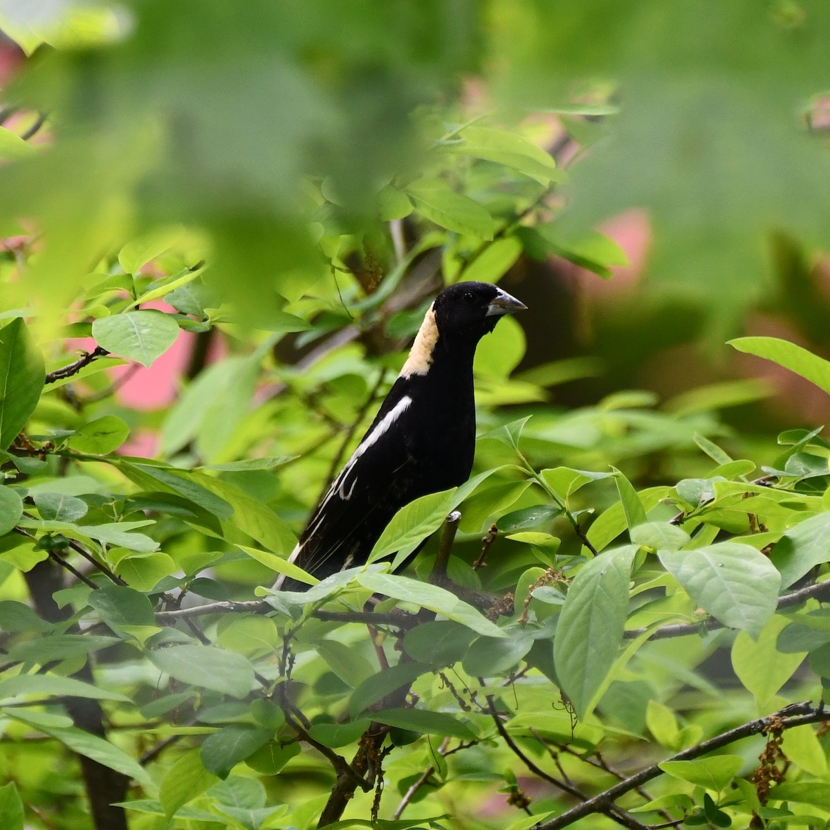 Bobolink - ML636036920