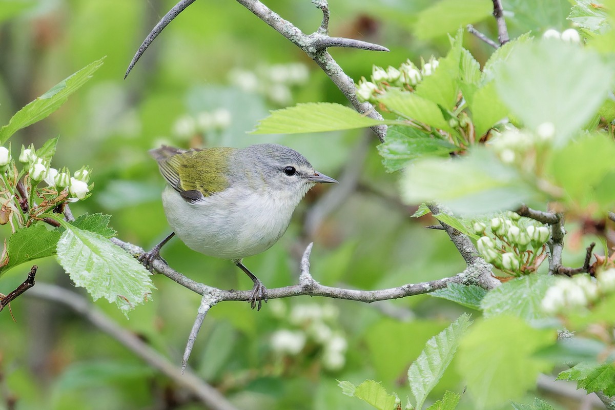 Tennessee Warbler - ML636036925