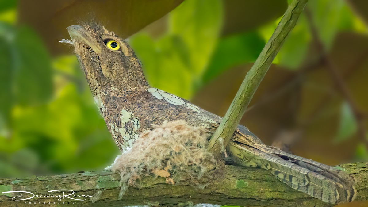 Palawan Frogmouth - ML636036948
