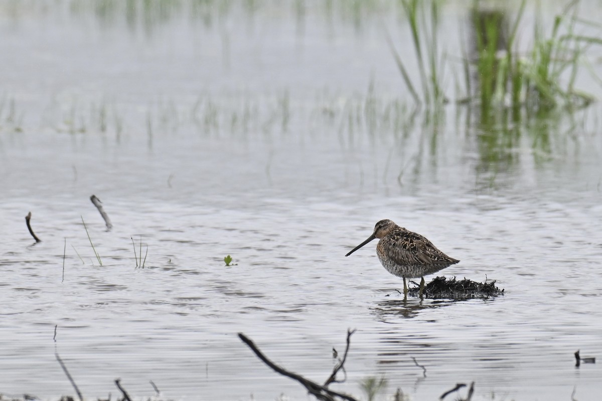 短嘴半蹼鷸 - ML636036966