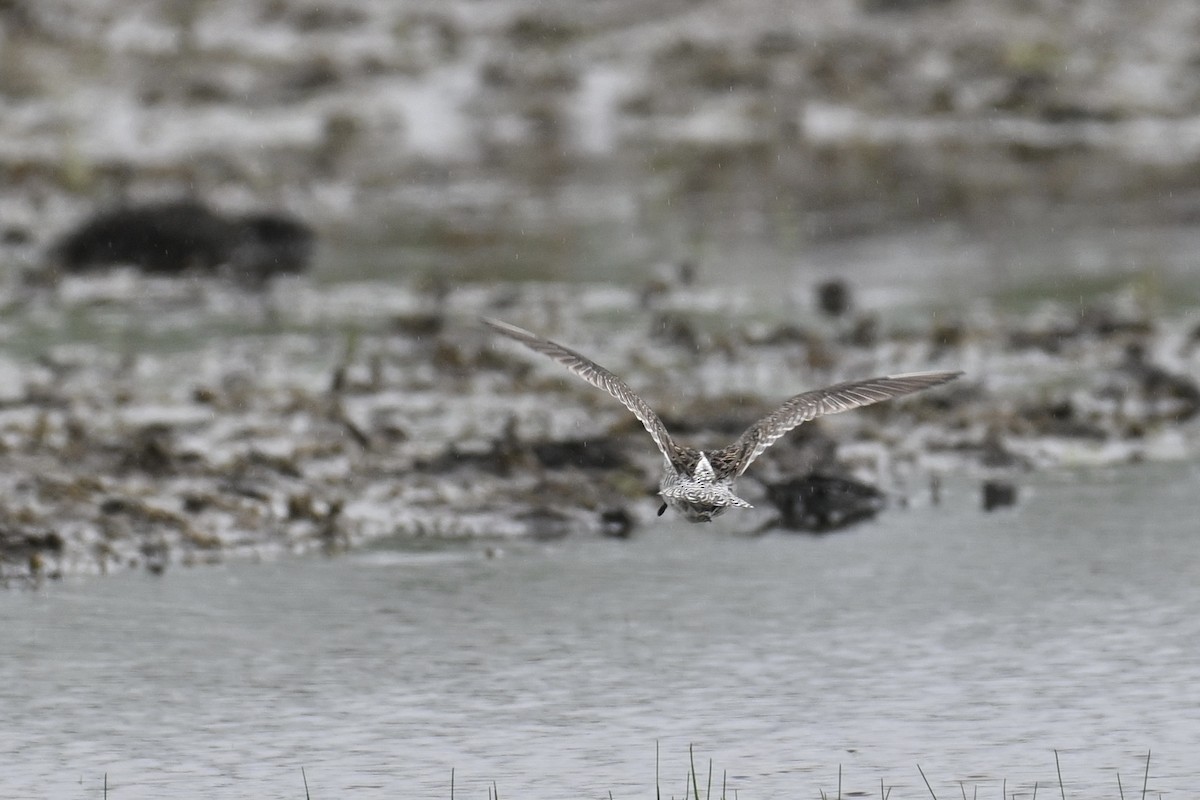 短嘴半蹼鷸 - ML636036976