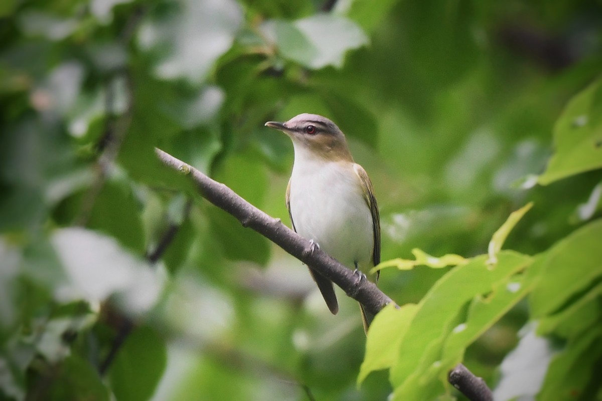 Red-eyed Vireo - ML636037077