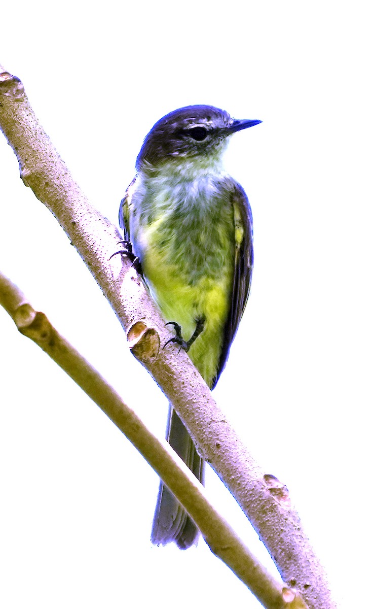 Jamaican Elaenia - ML636037134