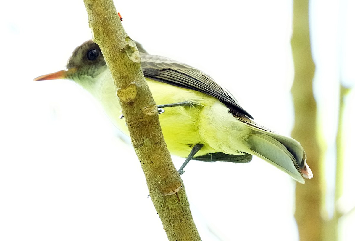 Sad Flycatcher - ML636037237
