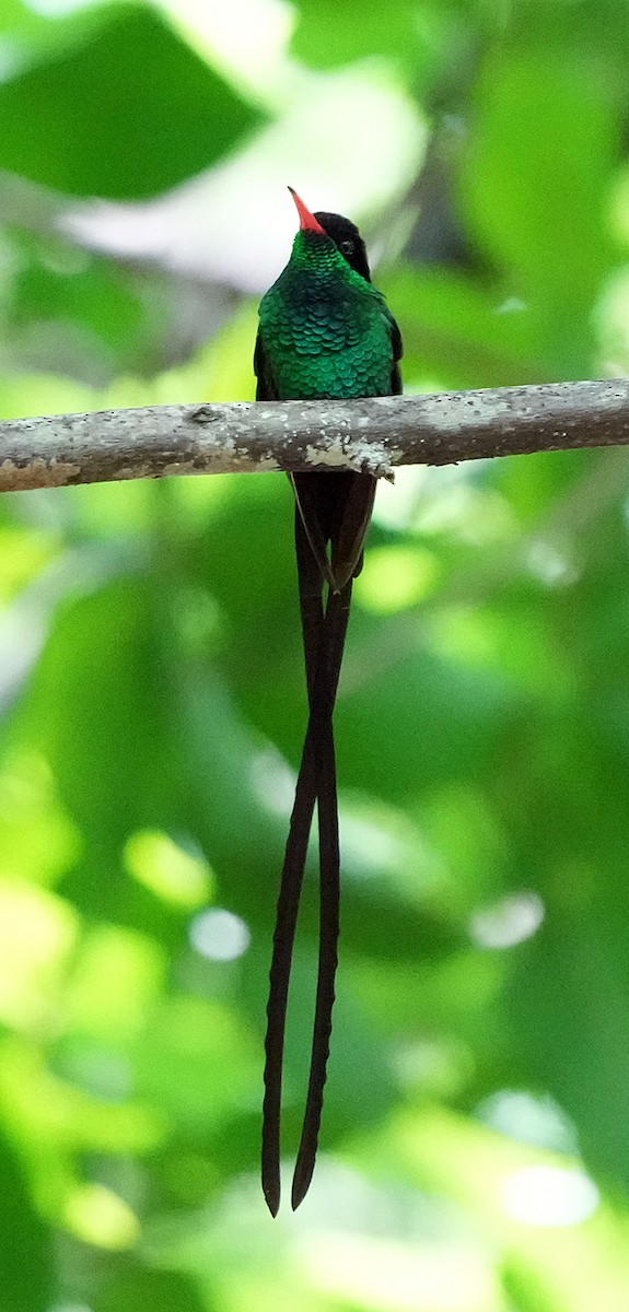 Red-billed Streamertail - ML636037318