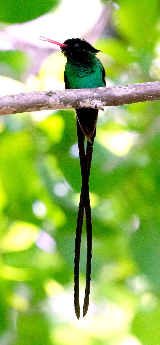 Red-billed Streamertail - ML636037320