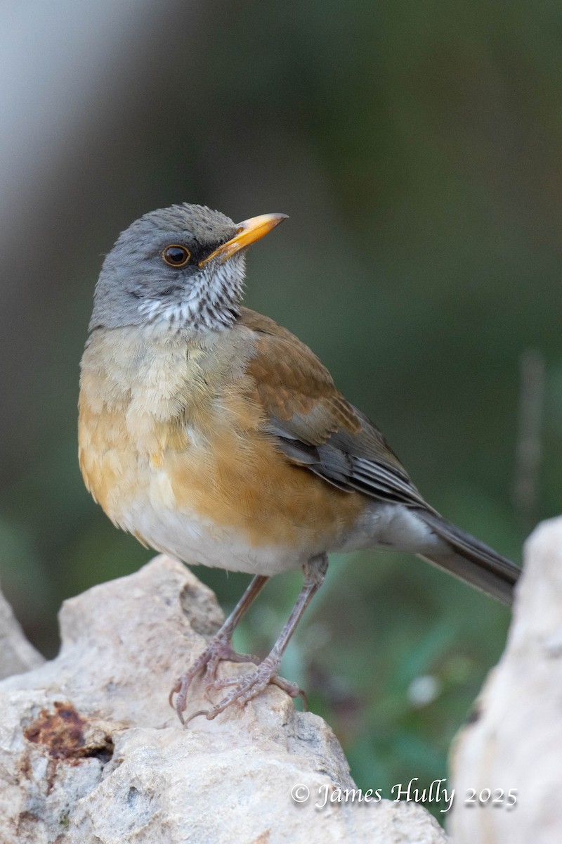 Rufous-backed Robin - ML636037376