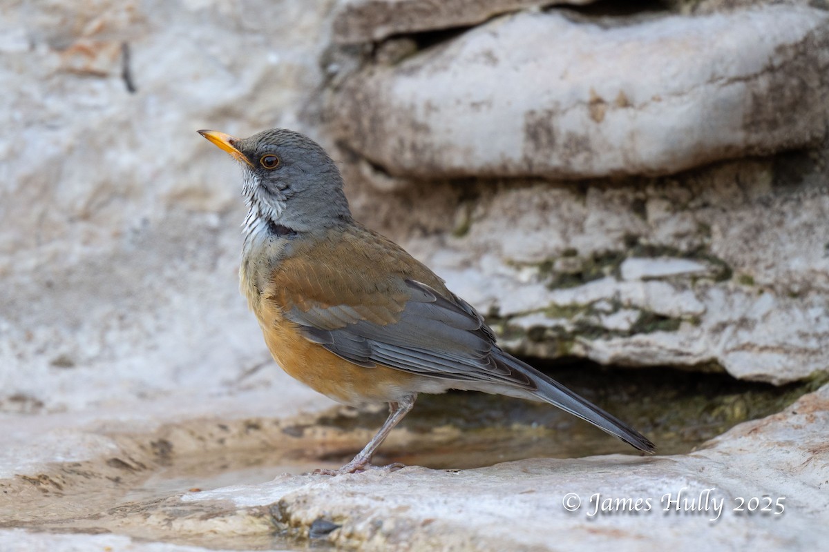 Rufous-backed Robin - ML636037377