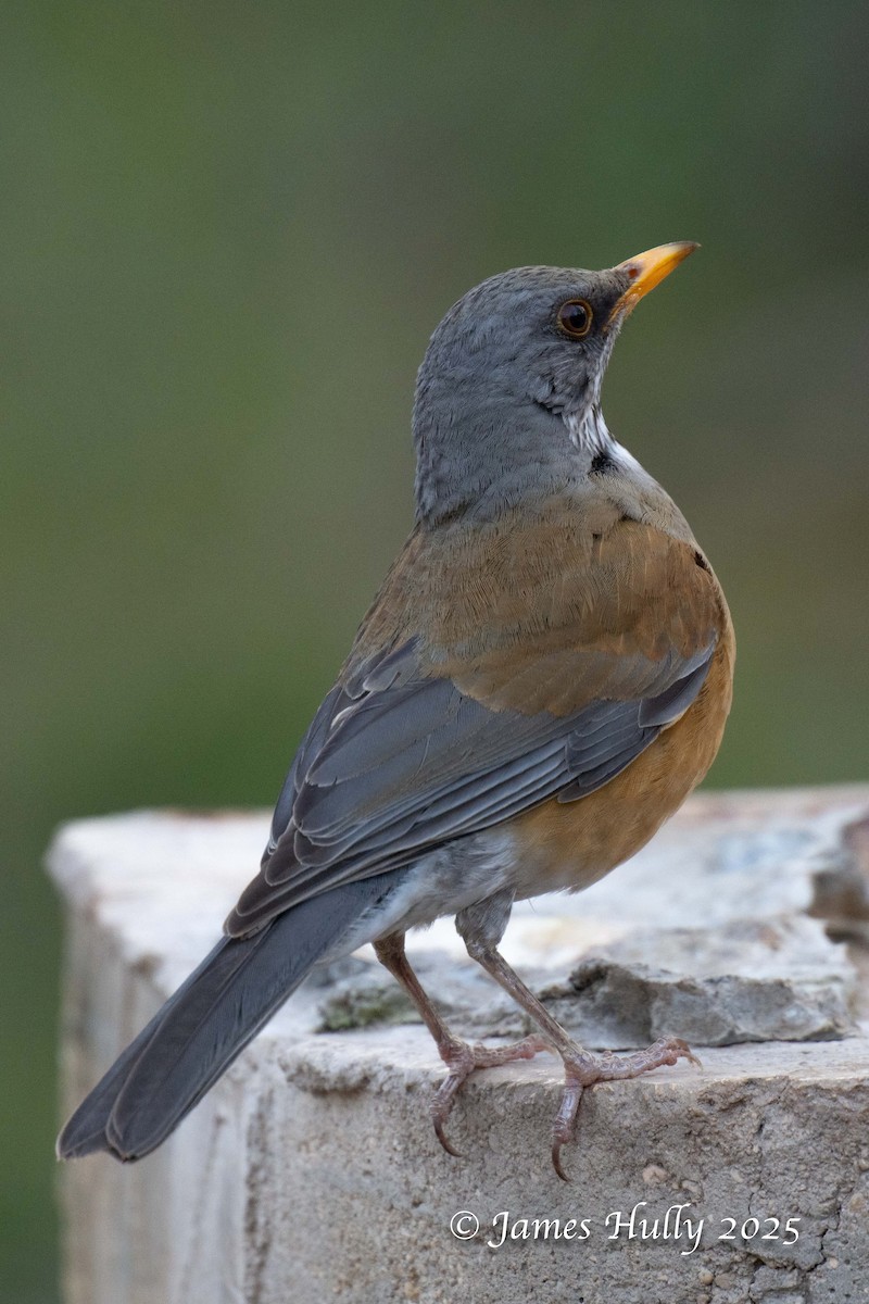 Rufous-backed Robin - ML636037378