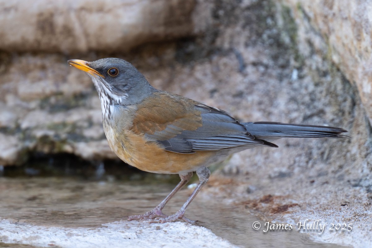 Rufous-backed Robin - ML636037379