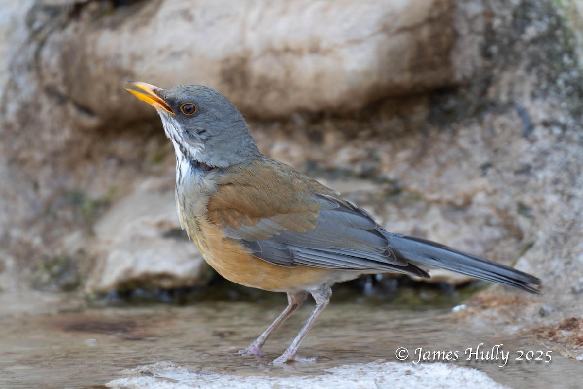 Rufous-backed Robin - ML636037382