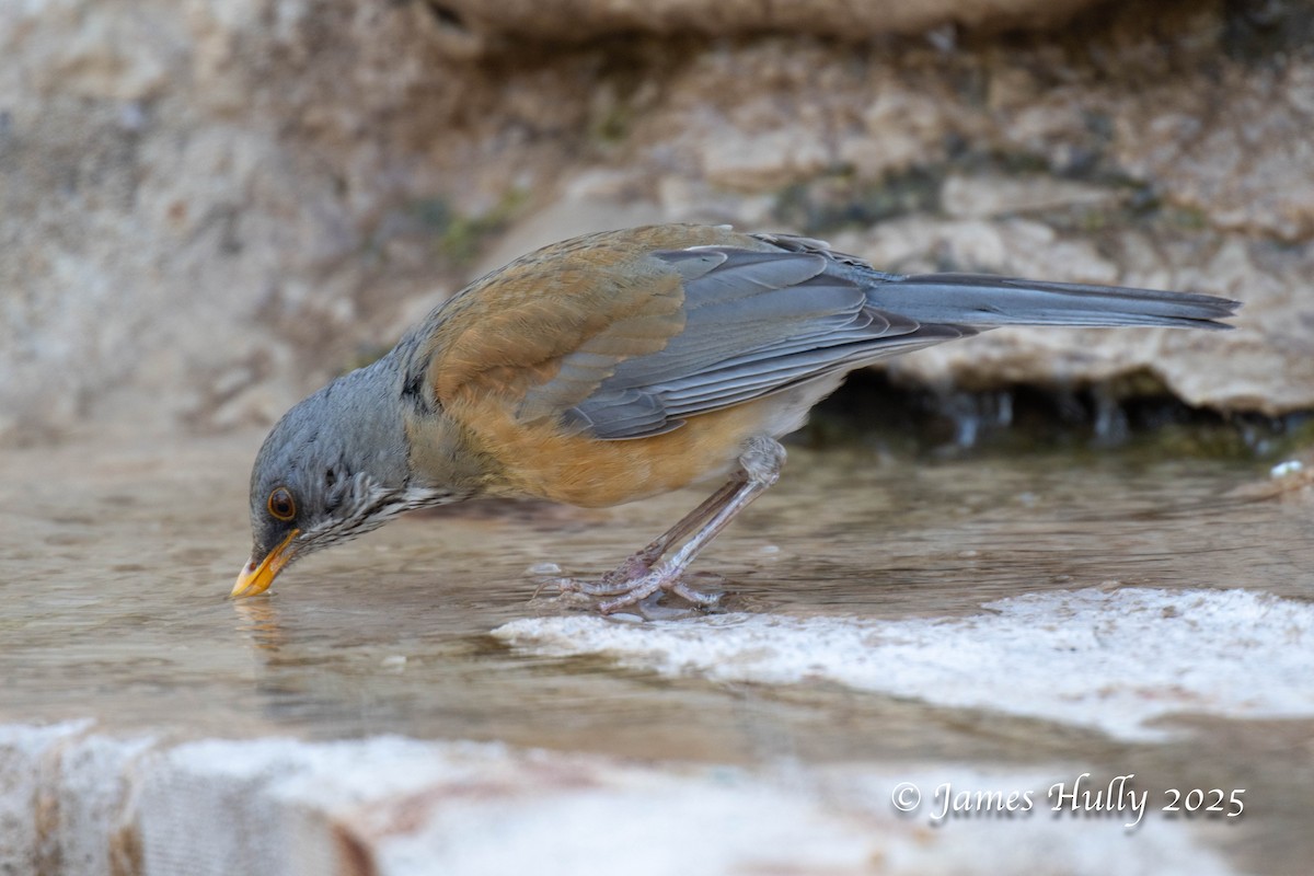 Rufous-backed Robin - ML636037383
