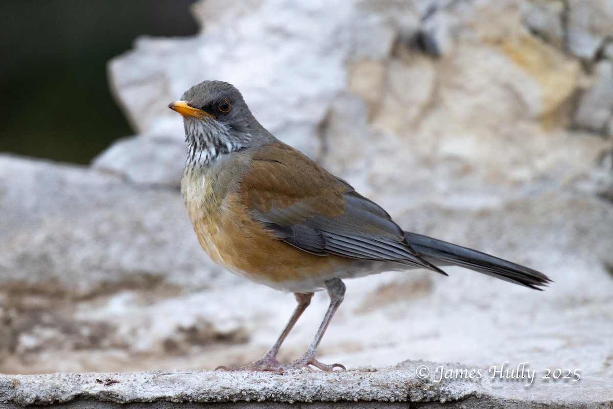 Rufous-backed Robin - ML636037384