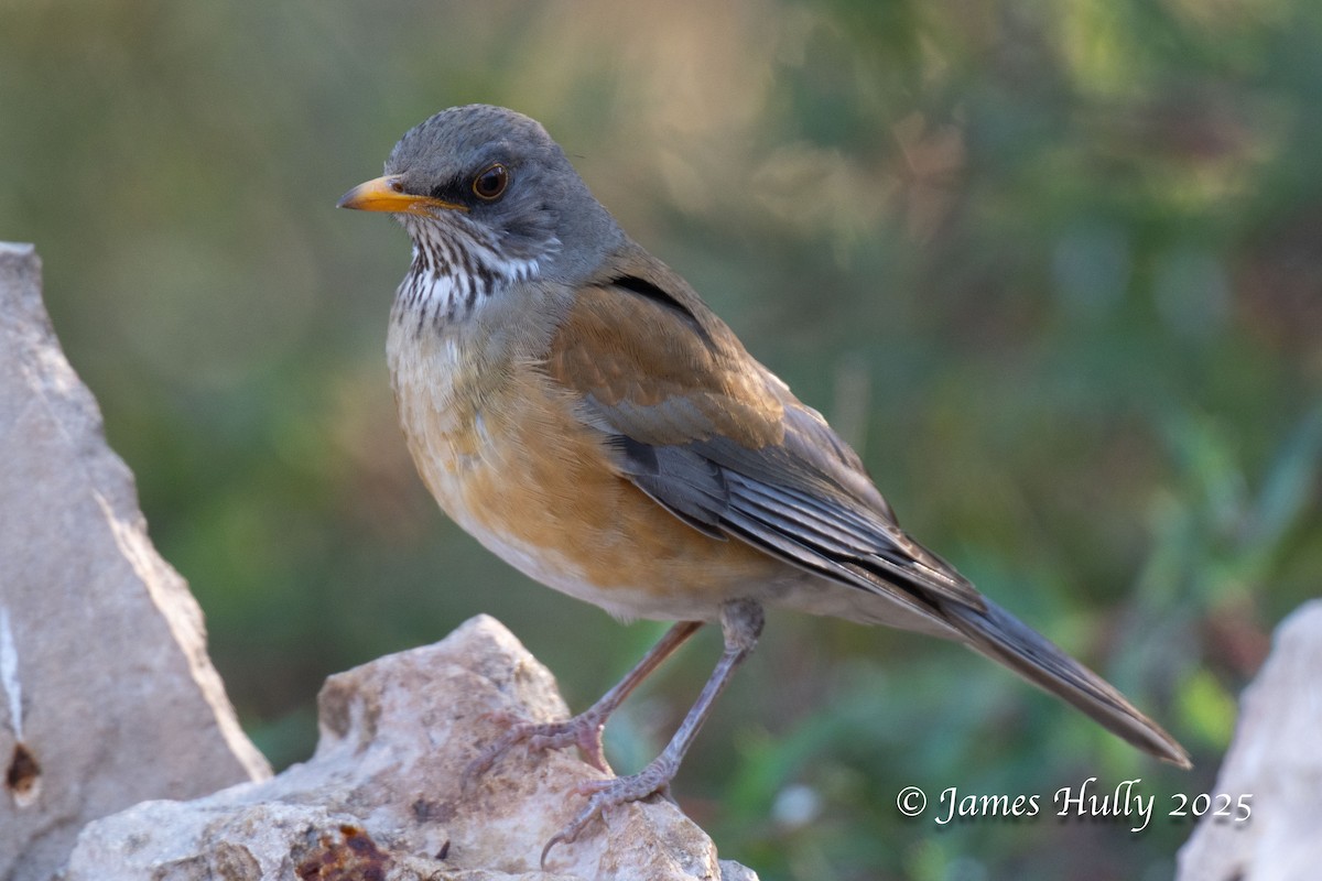 Rufous-backed Robin - ML636037386