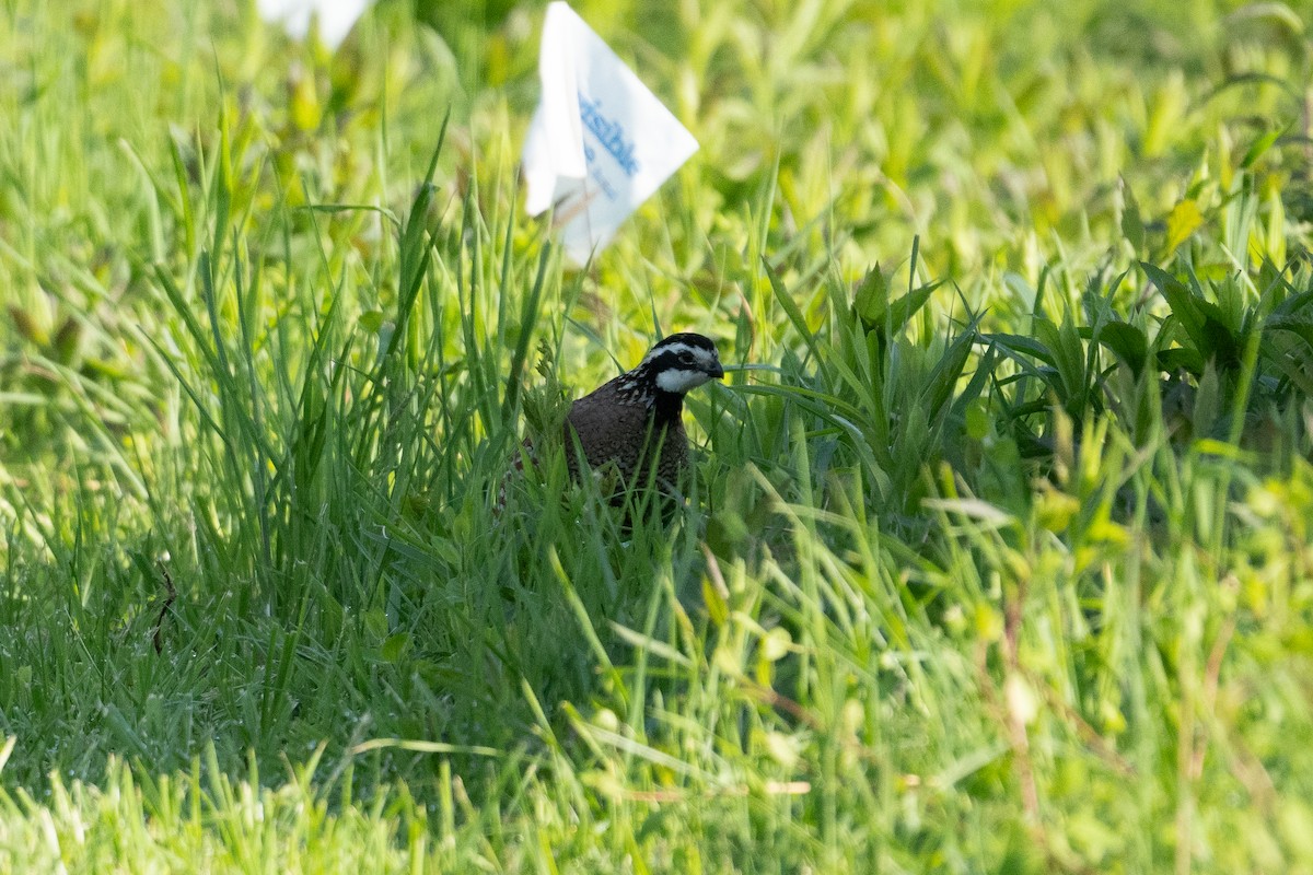 křepel virginský - ML636037431