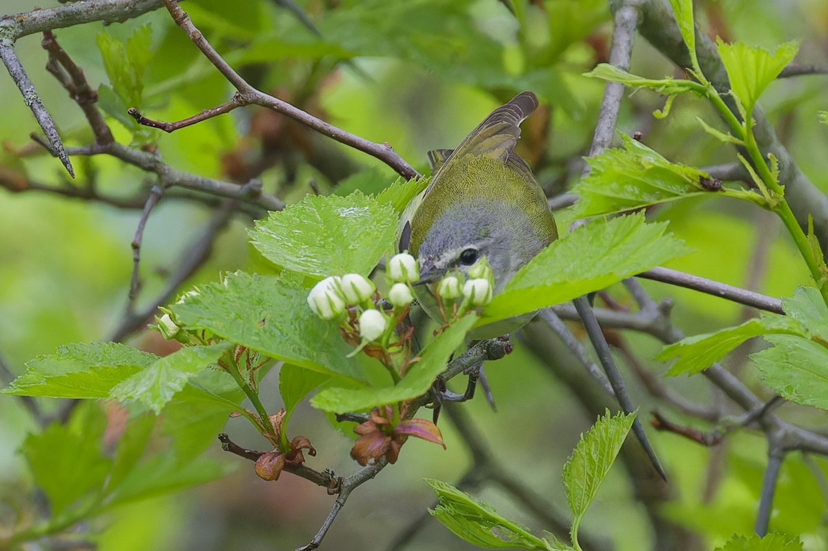 Tennessee Warbler - ML636037464