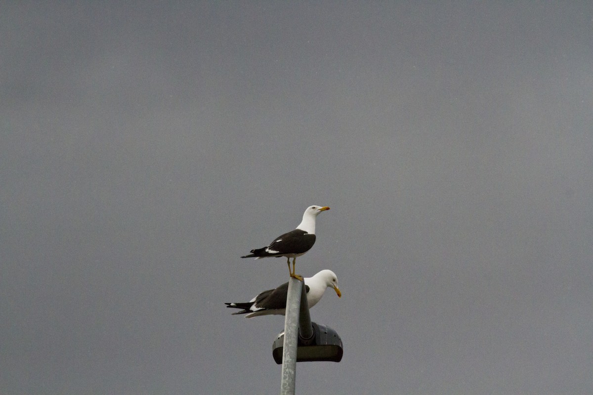 Lesser Black-backed Gull (fuscus) - ML636037594