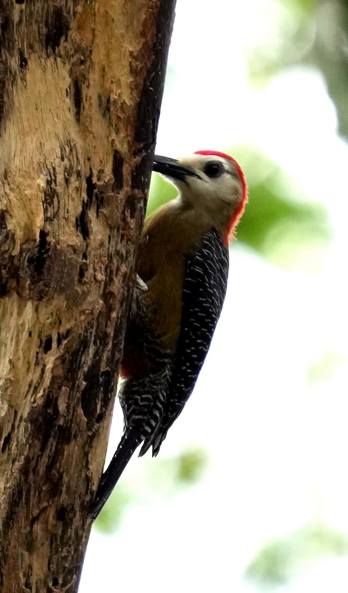 Jamaican Woodpecker - ML636037601
