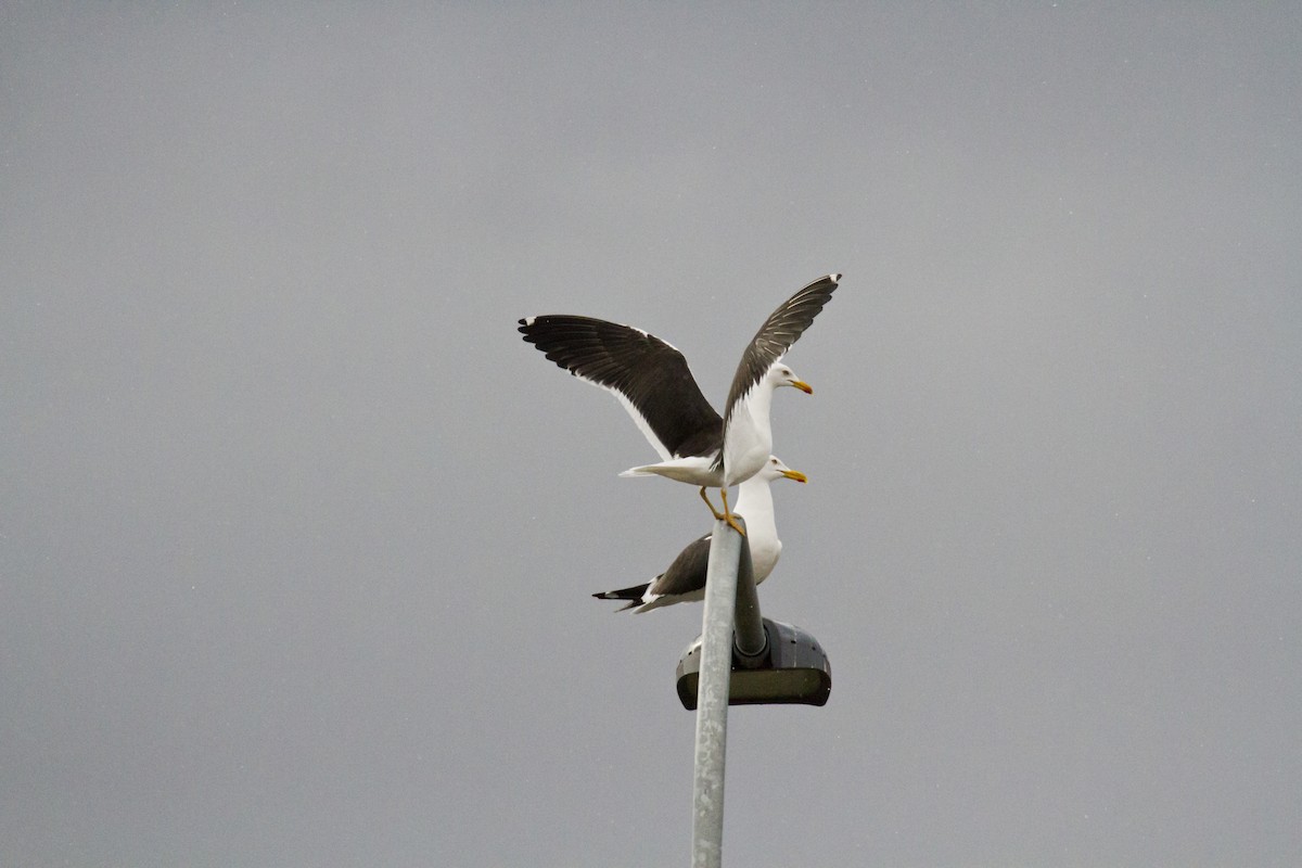 Lesser Black-backed Gull (fuscus) - ML636037602