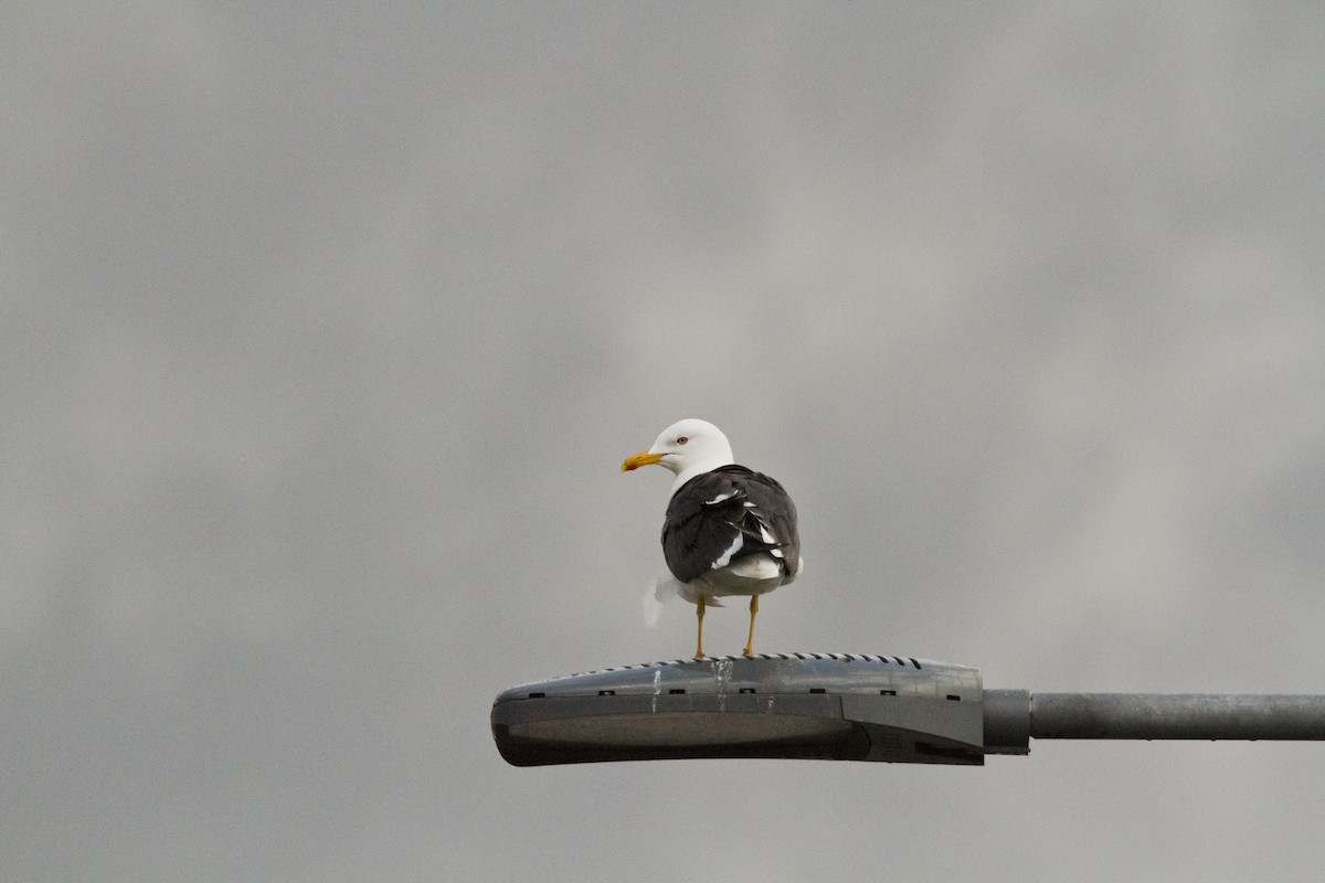 Lesser Black-backed Gull (fuscus) - ML636037618