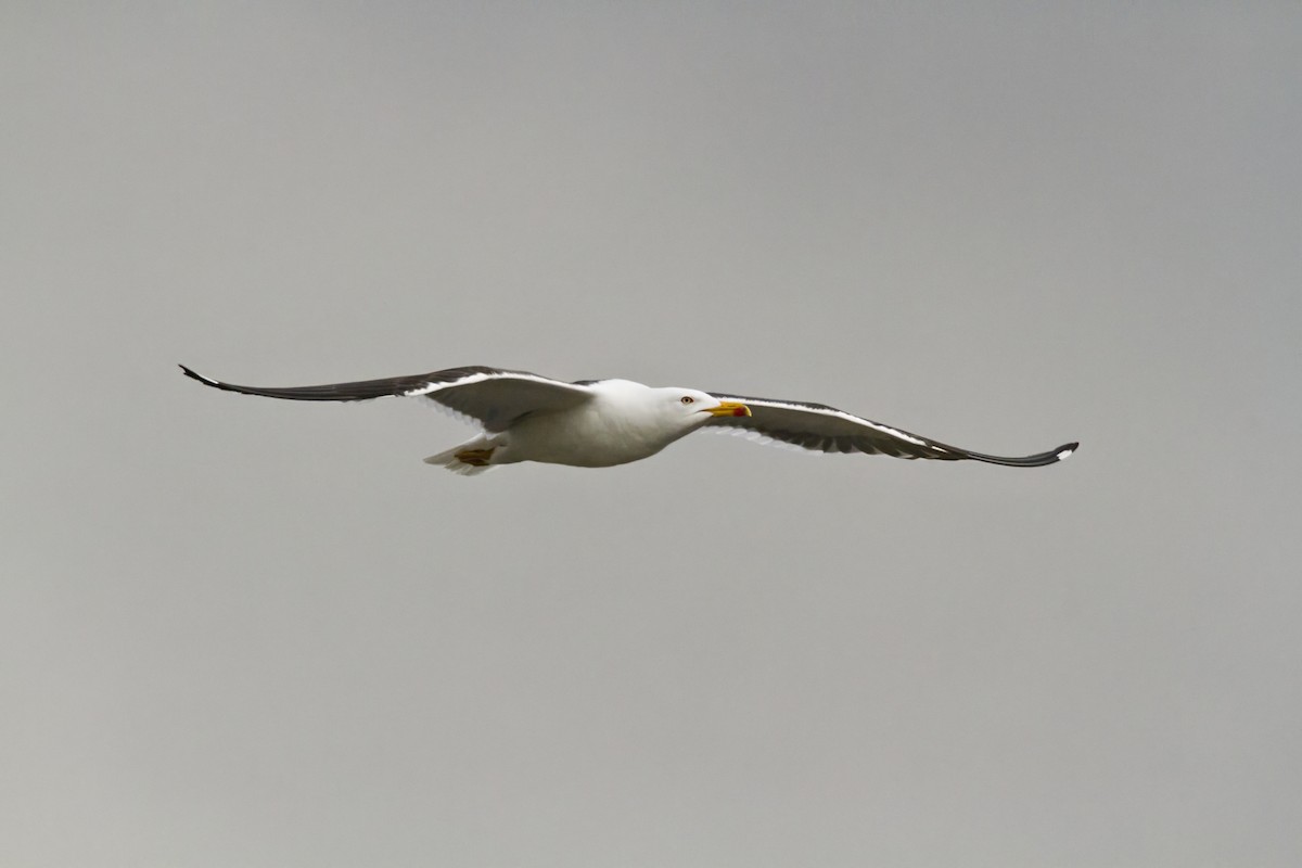 Lesser Black-backed Gull (fuscus) - ML636037645