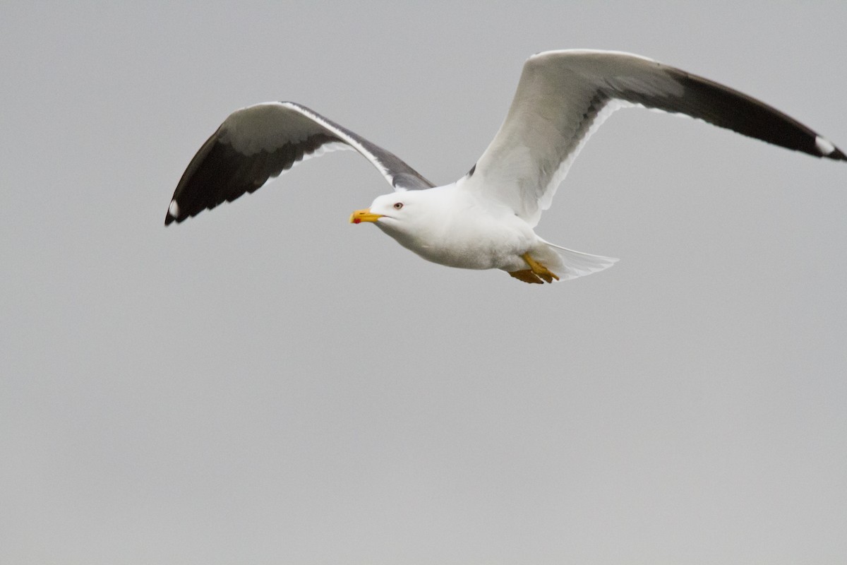 Lesser Black-backed Gull (fuscus) - ML636037646