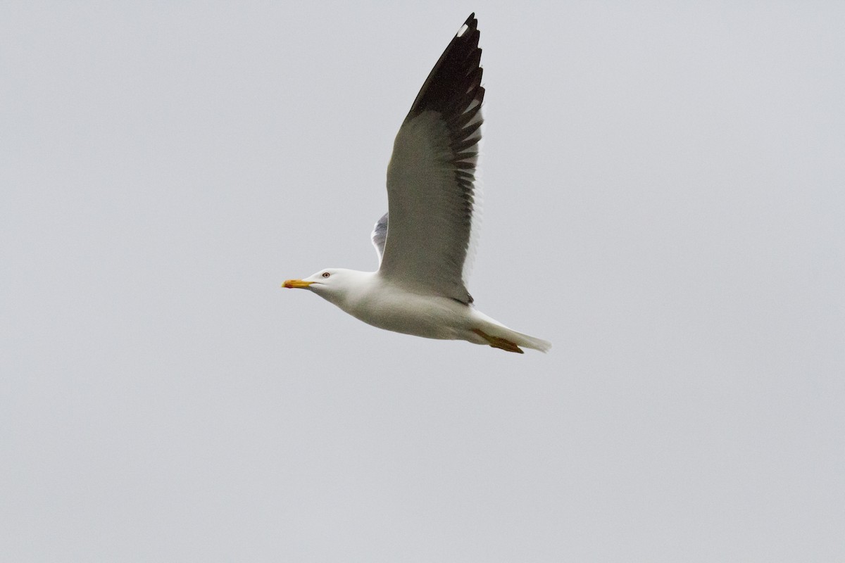 Lesser Black-backed Gull (fuscus) - ML636037647
