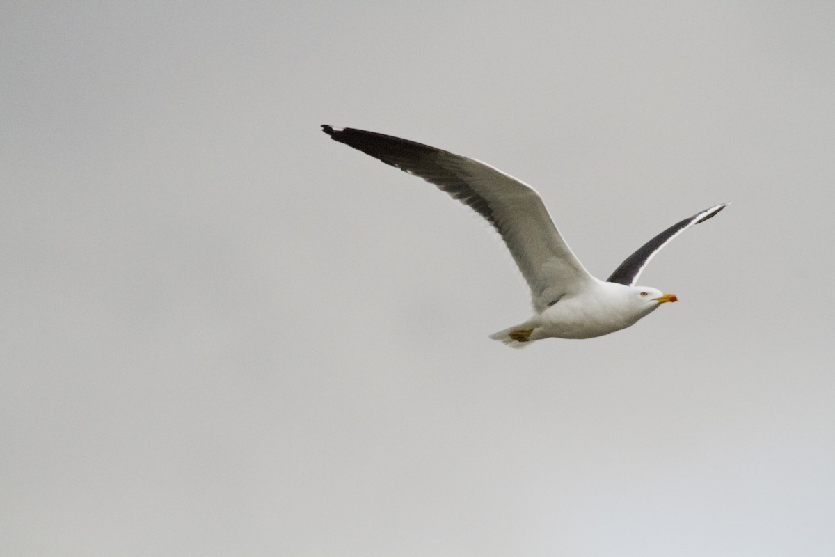 Lesser Black-backed Gull (fuscus) - ML636037649
